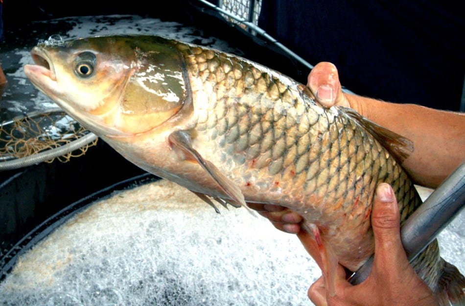 Feira do peixe vivo acontece no sábado (13) (Marcelo Martins)
